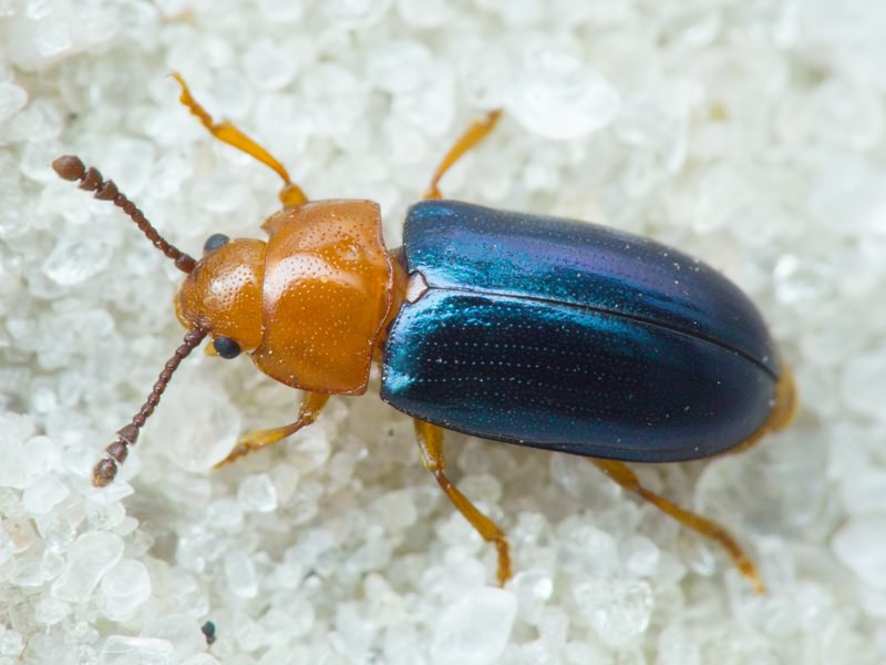 Triplax aenea (Schaller, 1783)